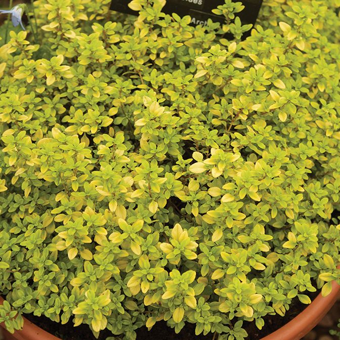 Thyme - Archers Gold
