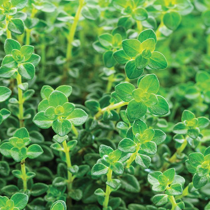 Thyme - Lemon