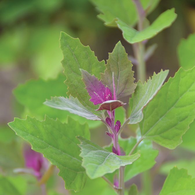 Tree Spinach