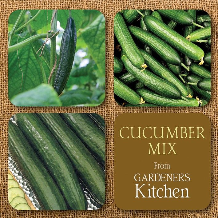 Cucumber Mix 1