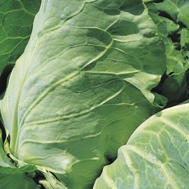  Cabbage - Duncan F1 