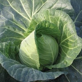  Cabbage - Duncan F1 