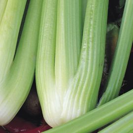  Celery - Celebrity 