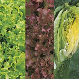  Lettuce - Continental Mixed 