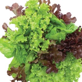 Lettuce - Continental Mixed 