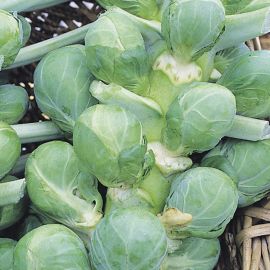  Brussels Sprout - Gardeners Kitchen F1 Icarus Type 