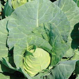  Cabbage - Offenham Compacta 