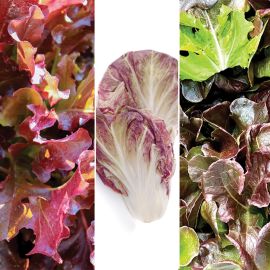  Lettuce - Continental Mixed Red 