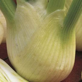  Florence Fennel - Rondo 
