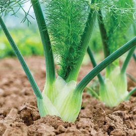  Florence Fennel - Rondo 