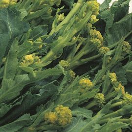  Sprouting Broccoli - White   