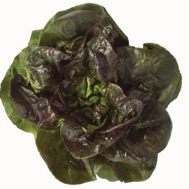  Lettuce - Red Roxy 