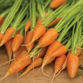  Carrot - Chantenay 