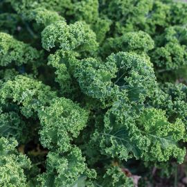 Kale - Green Curly 