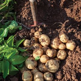  Potato - Patio - Maris Peer 