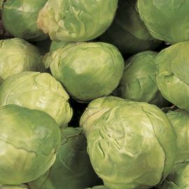  Brussels Sprout - Evesham Special 