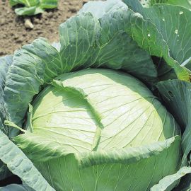  Cabbage - Golden Acre 