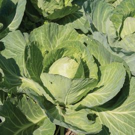  Cabbage - Golden Acre 