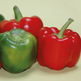  Pepper - Bellboy F1 