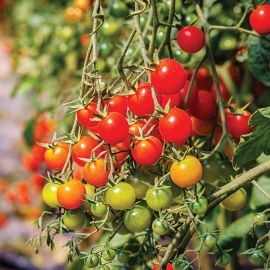  Tomato - Gardeners Delight 
