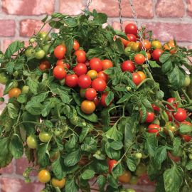  Tomato (Bush) - Tumbler F1 