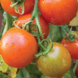  Tomato (Bush) - Red Alert 