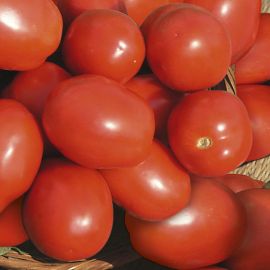  Tomato (Bush) - Roma  