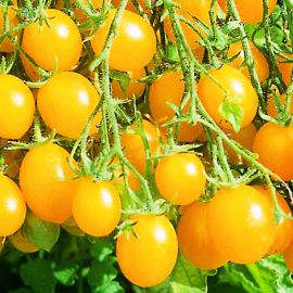  Tomato - Sunbelle 