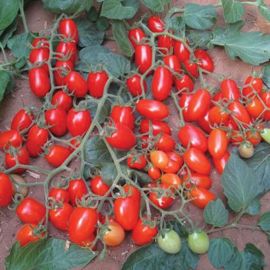  Tomato - Ambrosia 