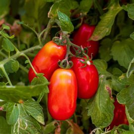 San Marzano