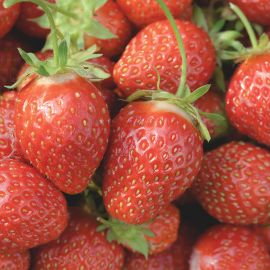  Strawberry - Cambridge Favourite 