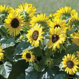  Sunflower - Sunflower 