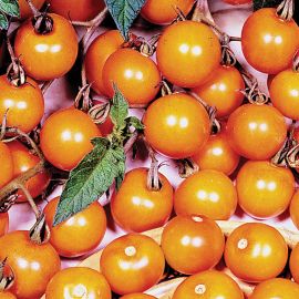  Tomato - Sungold 