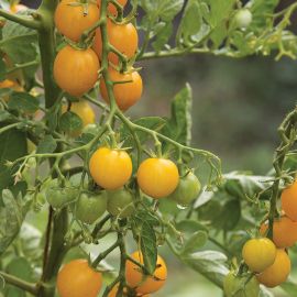  Tomato (Bush) - Tumbling Tom Yellow 