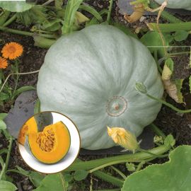 Squash - F1 Crown Prince