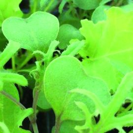  Cut & Grow Again - Mixed Kale 