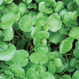  Cut & Grow Again - Watercress 