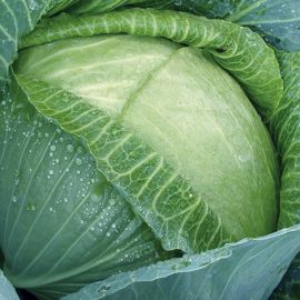  Cabbage - Kilaton F1 