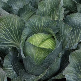  Cabbage - Kilaton F1 