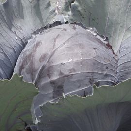 Cabbage - Lodero 
