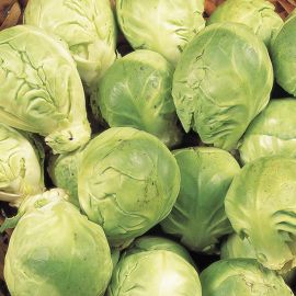  Brussels Sprout - Crispus 