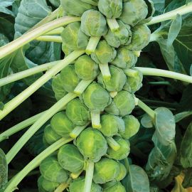  Brussels Sprout - Crispus 