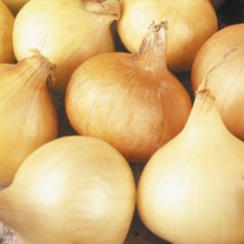  Onion - Santero 