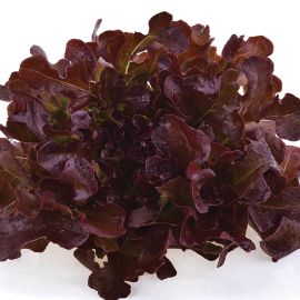  Lettuce - Red Oak Leaf 