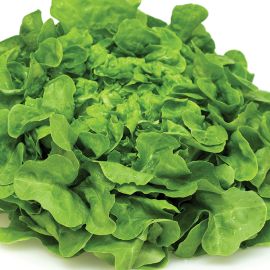  Lettuce - Green Oak Leaf 
