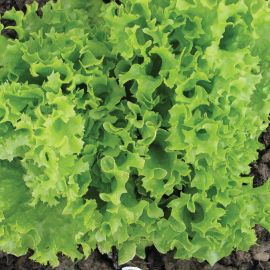  Lettuce - Green Lollo Bionda 
