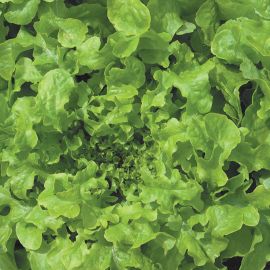  Lettuce - Green Salad Bowl 