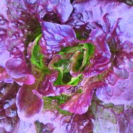 Lettuce - Red Batavian 