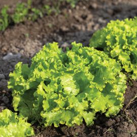  Lettuce - Green Batavian 