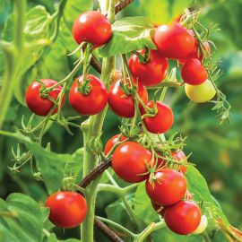  Tomato (Bush) - Tumbling Tom Red 